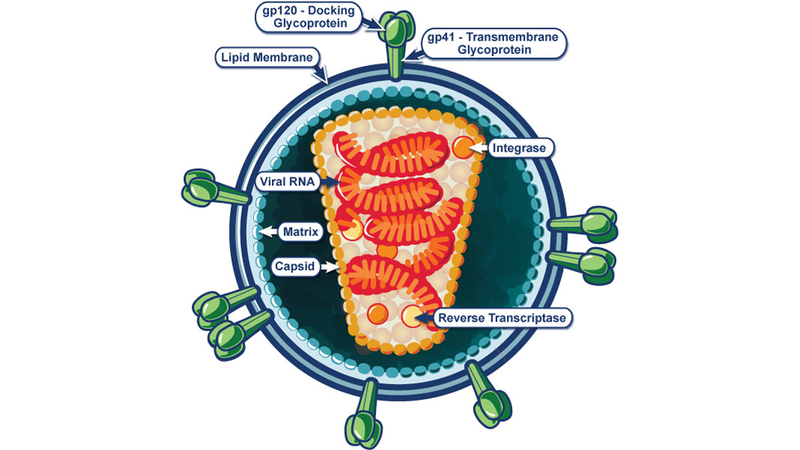 Illustration for article titled How a Supercomputer May Have Finally Unlocked a Way to Beat HIV